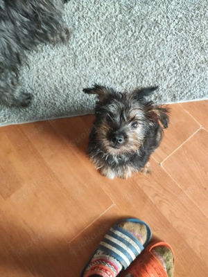 welpen shitzu und yorkshire Bild 4