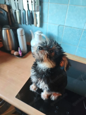 welpen shitzu und yorkshire