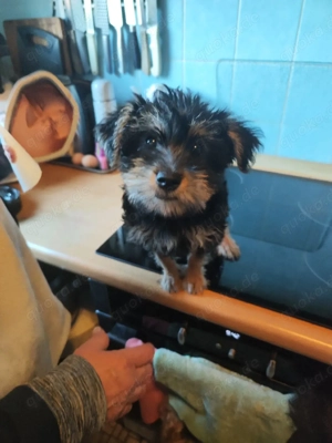 welpen shitzu und yorkshire Bild 3