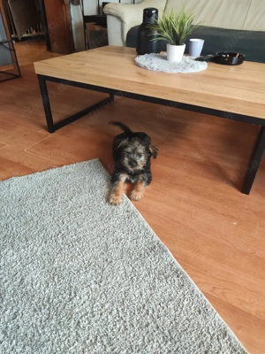 welpen shitzu und yorkshire Bild 5