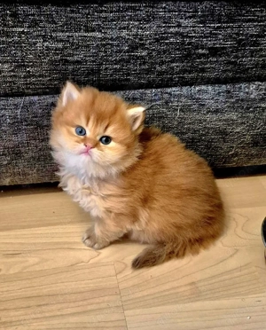 BKH BLH  Kitten Reinrassig mit Stammbaum 