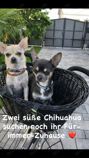 Chihuahua Rüde&Weibchen