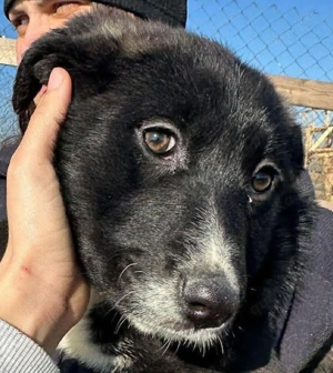 Woopy, wunderschönes Hundekind sucht zuverlässige Menschen