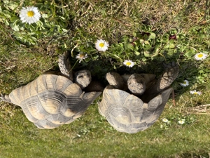 Breitrandschildkröten Testudo Marginata 