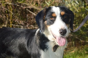 BEN, Schnauzer Appenzeller Entlebucher Mischling kastriert (SGB 590,00  )  Bild 4