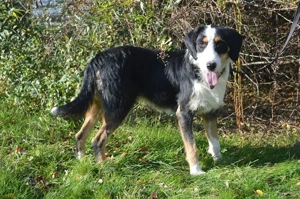 BEN, Schnauzer Appenzeller Entlebucher Mischling kastriert (SGB 590,00  )  Bild 3