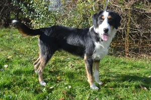 BEN, Schnauzer Appenzeller Entlebucher Mischling kastriert (SGB 590,00  )  Bild 2