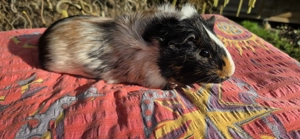 schicker RosettenBock abzugeben, Buntschimmel