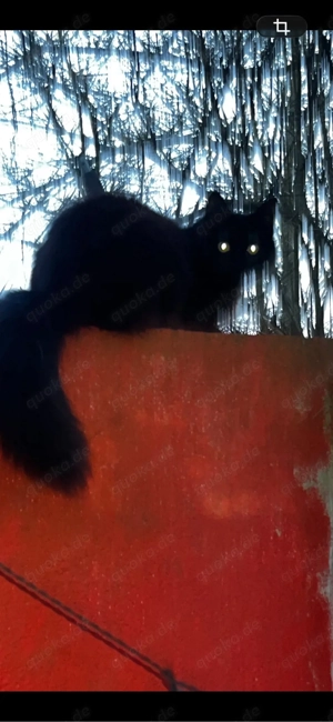 zwei katzen Mädchen suchen ein liebevolles Zuhause mit Garten Bild 2