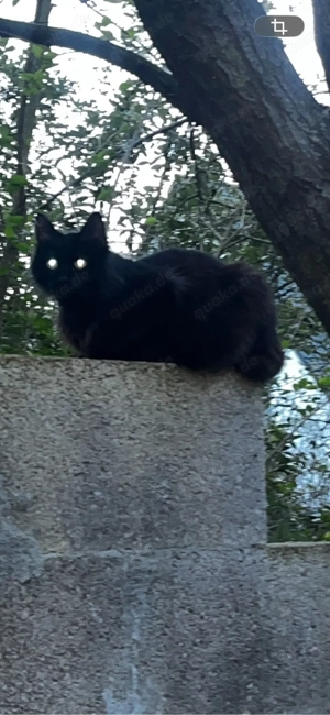 zwei katzen Mädchen suchen ein liebevolles Zuhause mit Garten Bild 3