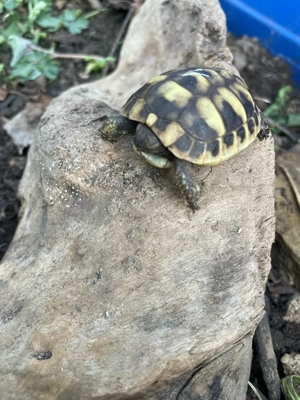 griechische Landschlindkröten geb.2025
