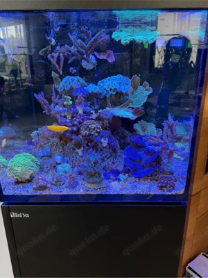 Hobbysufgabe Meerwassersquarium RedSea