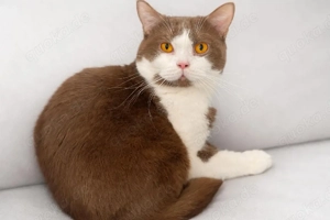 BKH Cinnamon-White Kater