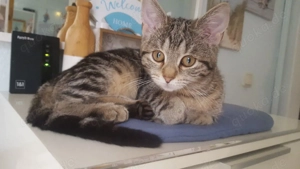 Katze Kitten BKH Mix Mischlingskätzchen