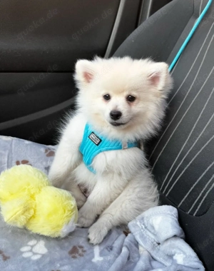 Zergpitzwelpe sucht ein liebevolles Zuhause 