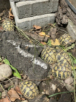griechische Landschildkröten Bild 2