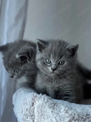 Britisch Kurzhaare Kitten