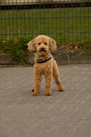 Gesunder Deckrüde  Bild 2