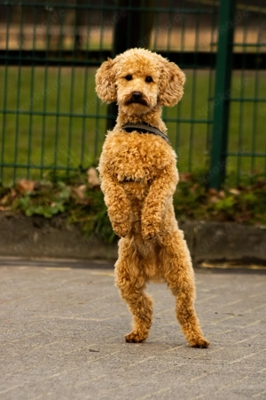 Gesunder Deckrüde  Bild 3