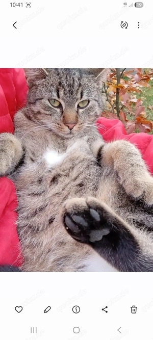 Haus und Hofkatze "Nala"