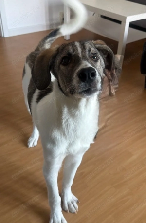 Hund in liebevolle hände abzugeben!