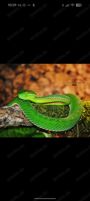 Viridovipera Gumprechti proven breeder pair 2021