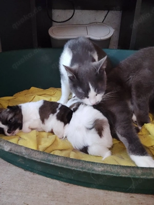 Meine Polonka hat drei Welpen 