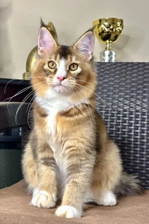 Ivory: Prachtvoller Maine Coon Bub in Black-Golden-Ticked (8 Monate)