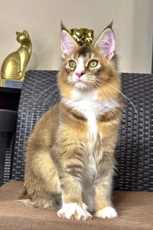 Ivory: Prachtvoller Maine Coon Bub in Black-Golden-Ticked (8 Monate)