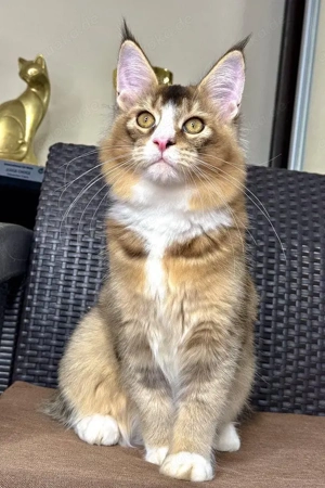 Ivory: Prachtvoller Maine Coon Bub in Black-Golden-Ticked (8 Monate)