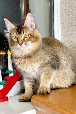 Infinity: Wunderschöne Maine Coon Dame in Black-Golden-Ticked (8 Monate)