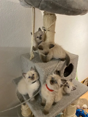 Reinrassige Ragdoll Kitten mit Stammbaum Abgabe ab April