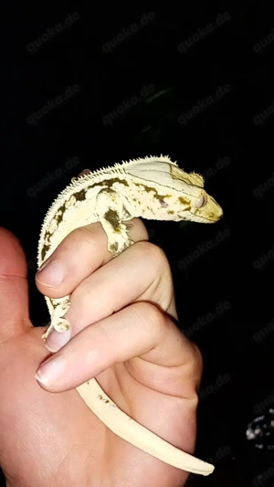 1.0  Lilly White Kronengecko