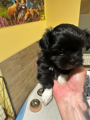 zuckersüsse Bolonka zwetna welpen