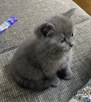 Ein graues Kätzchen, männlich abzugeben