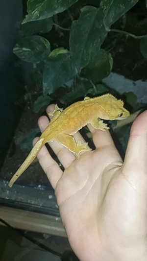 0.1 red phantom Kronengecko 