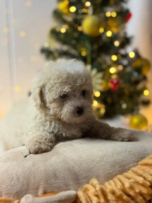 Maltipoo Welpen 