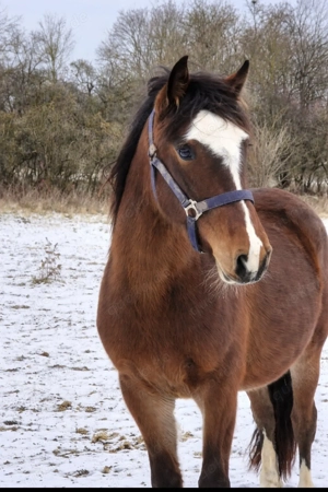 2 Jährige sportliche argentinische Criollo Stute