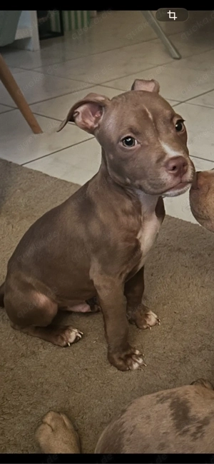 American Pocket Bully Rüde 
