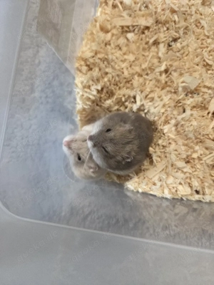 Dsungarische Zwerghamster