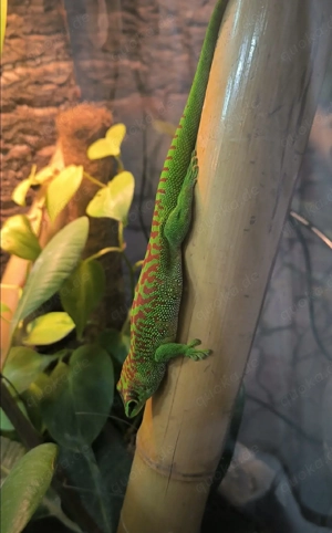 Gecko Madagaskar ca 6 Monate alt 