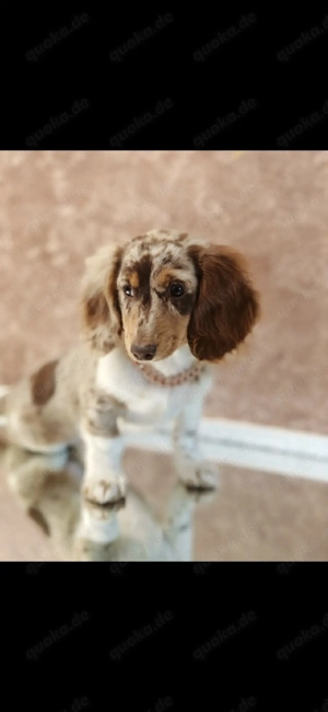 bildschöner Dackel Rüde Zwergdackel