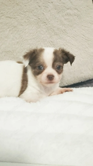 Reinrassige-Langhaar-Chihuahua-Welpen