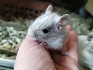 Super süßer Degu Nachwuchs:Sonderfarben:Lilac-,Schoko-Schwarz-Sandschecke suchen demnächst Heugeber!