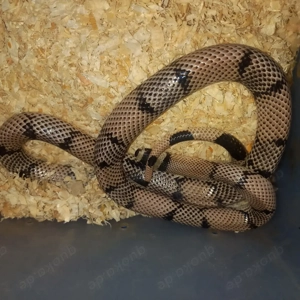 Lampropeltis Stuarti Nz.2022  Abberant Ghost Paar