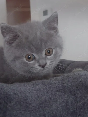 BKH Kitten Reinrassige  