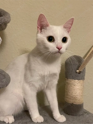    Schneeweiße Schönheit sucht ein neues Zuhause!    