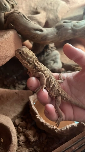 dringeng Zwergbartagame Männlich 