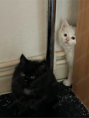 Katzenbabys suchen neu zu Hause