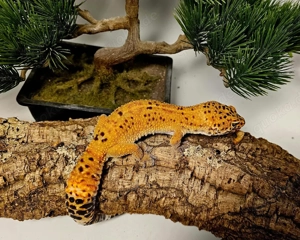 1.0 Leopardgecko Afghan Green Tangerine 